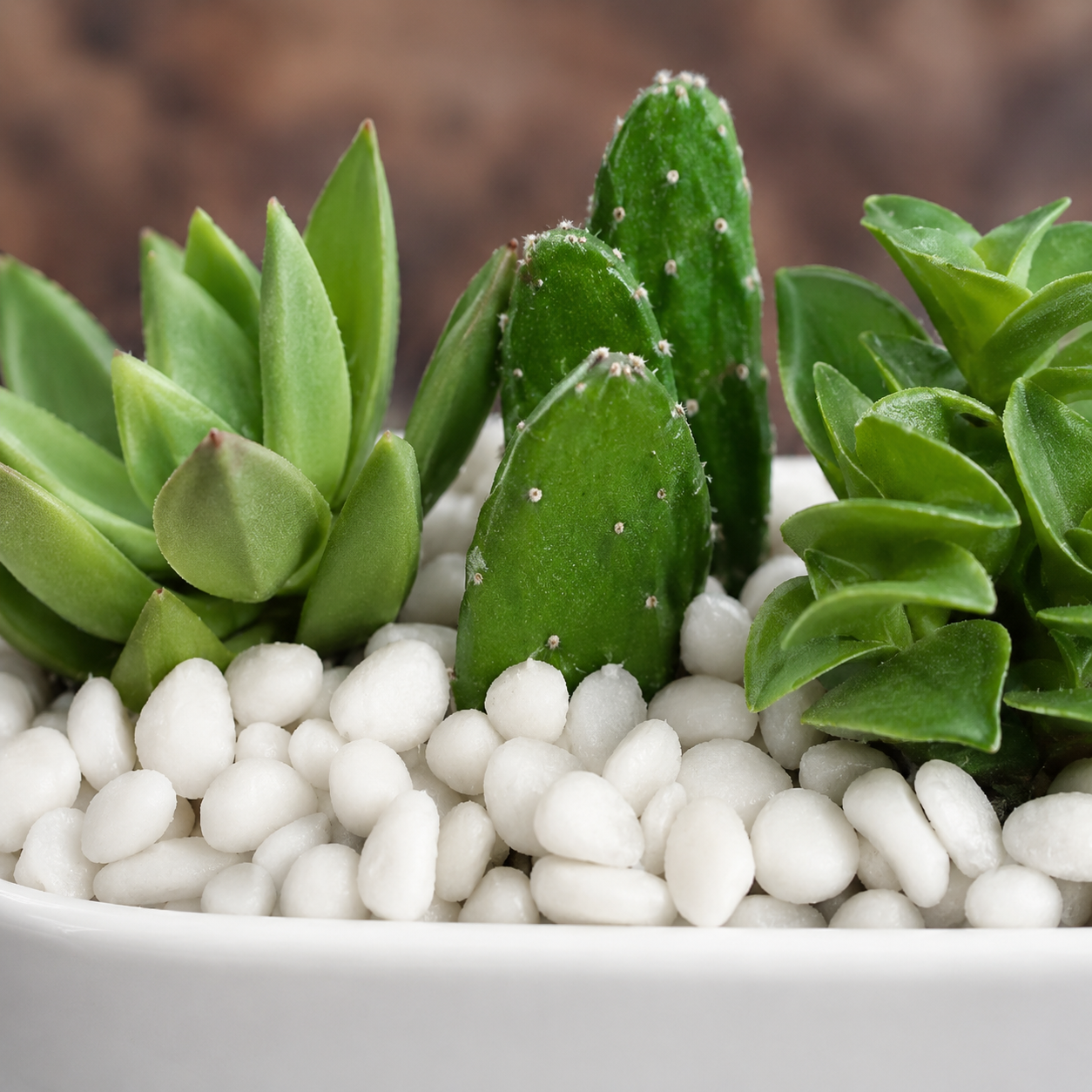 Zen Desert Trio | Indoor Succulent Plants