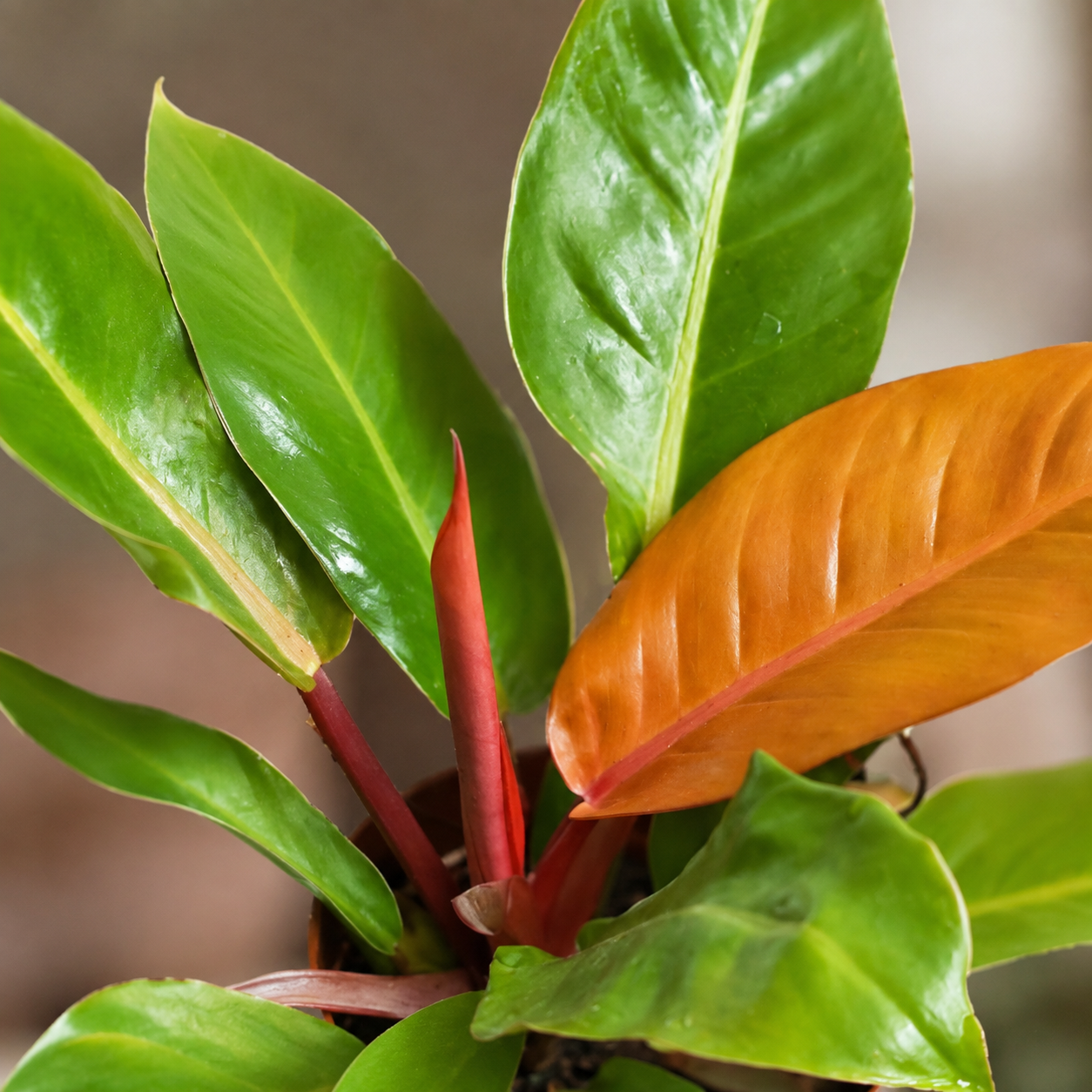 Philodendron 'Orange Congo' | Plant