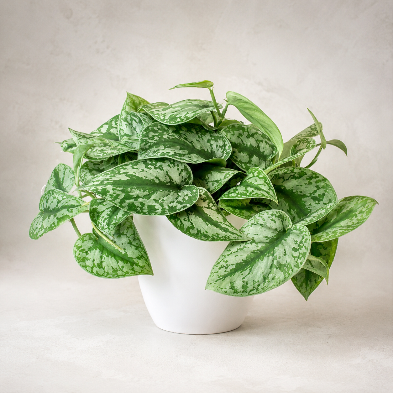 Scindapsus | Office Plant