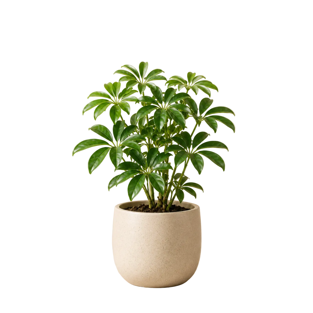 Schefflera Arboricola | Indoor Plant