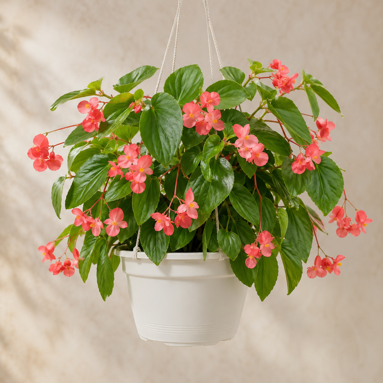Scarlet Begonia
