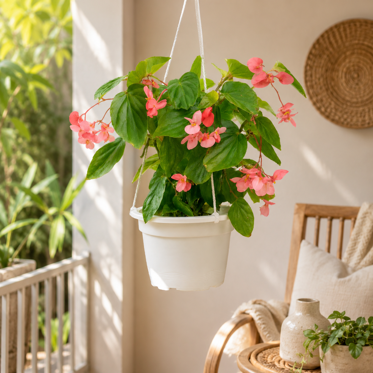 Scarlet Begonia