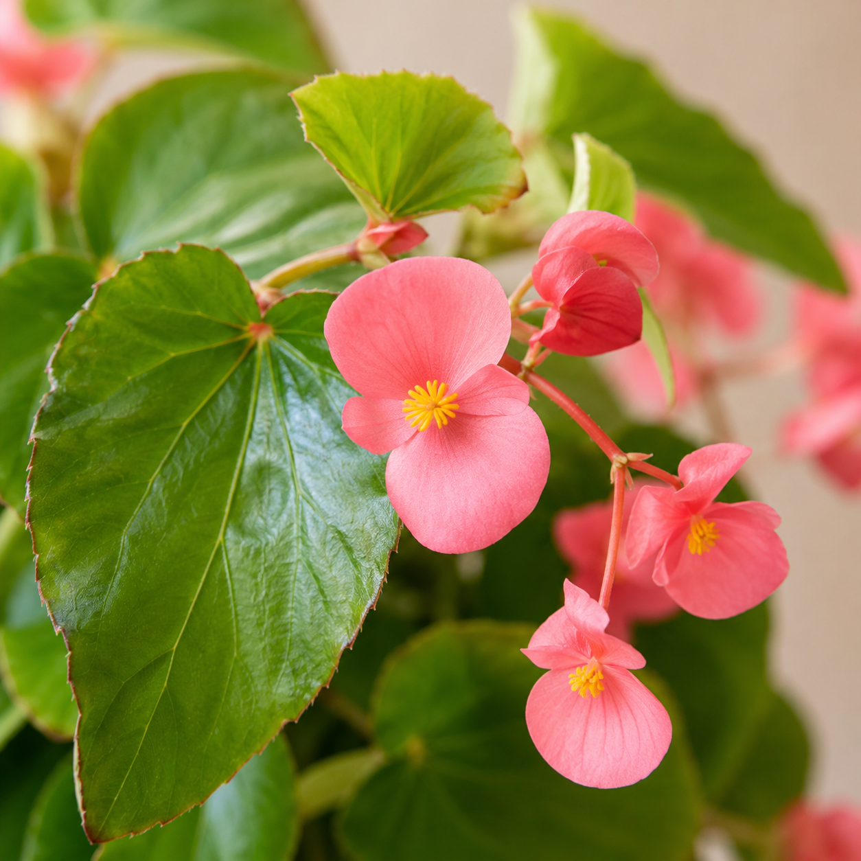 Scarlet Begonia