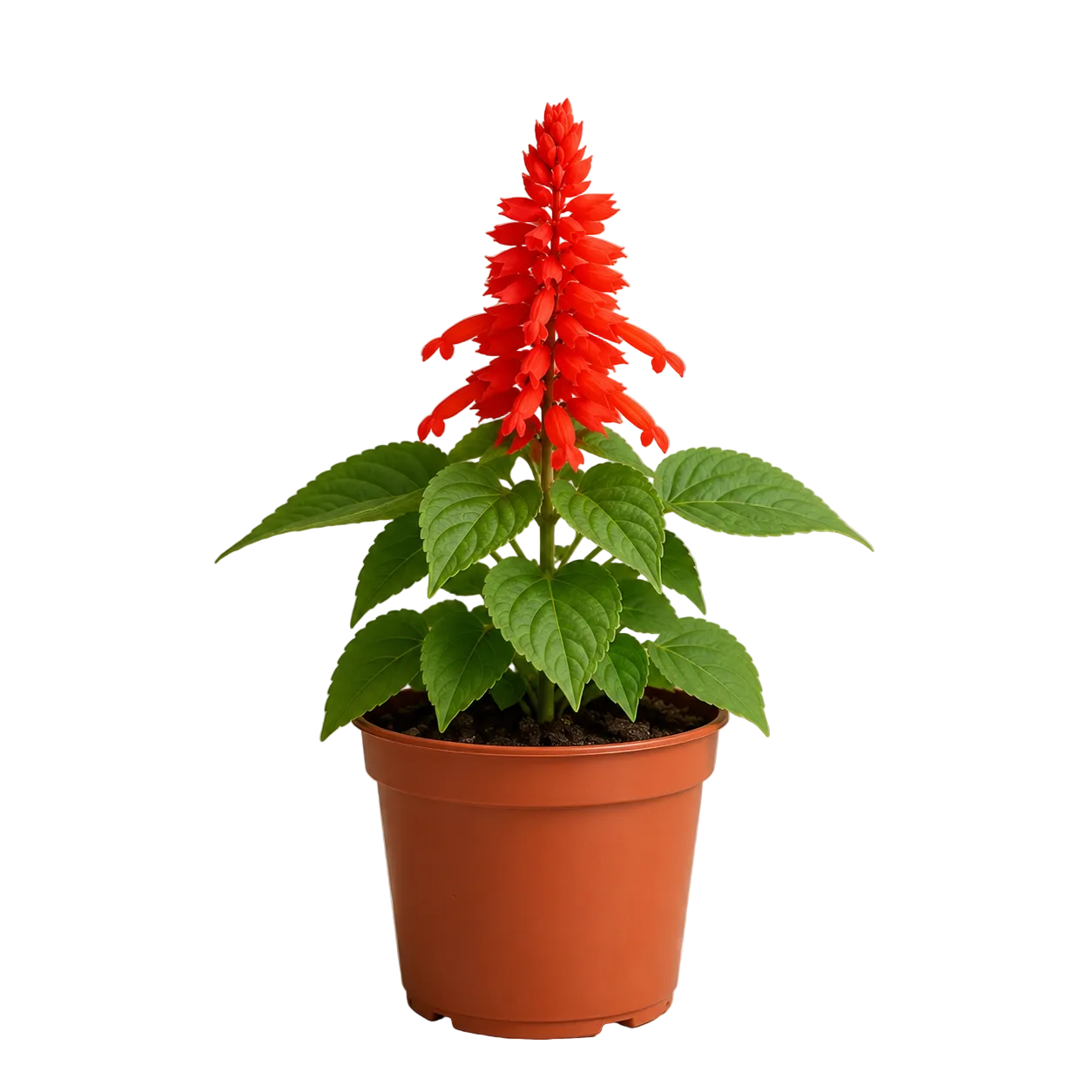 Scarlet Sage Plant