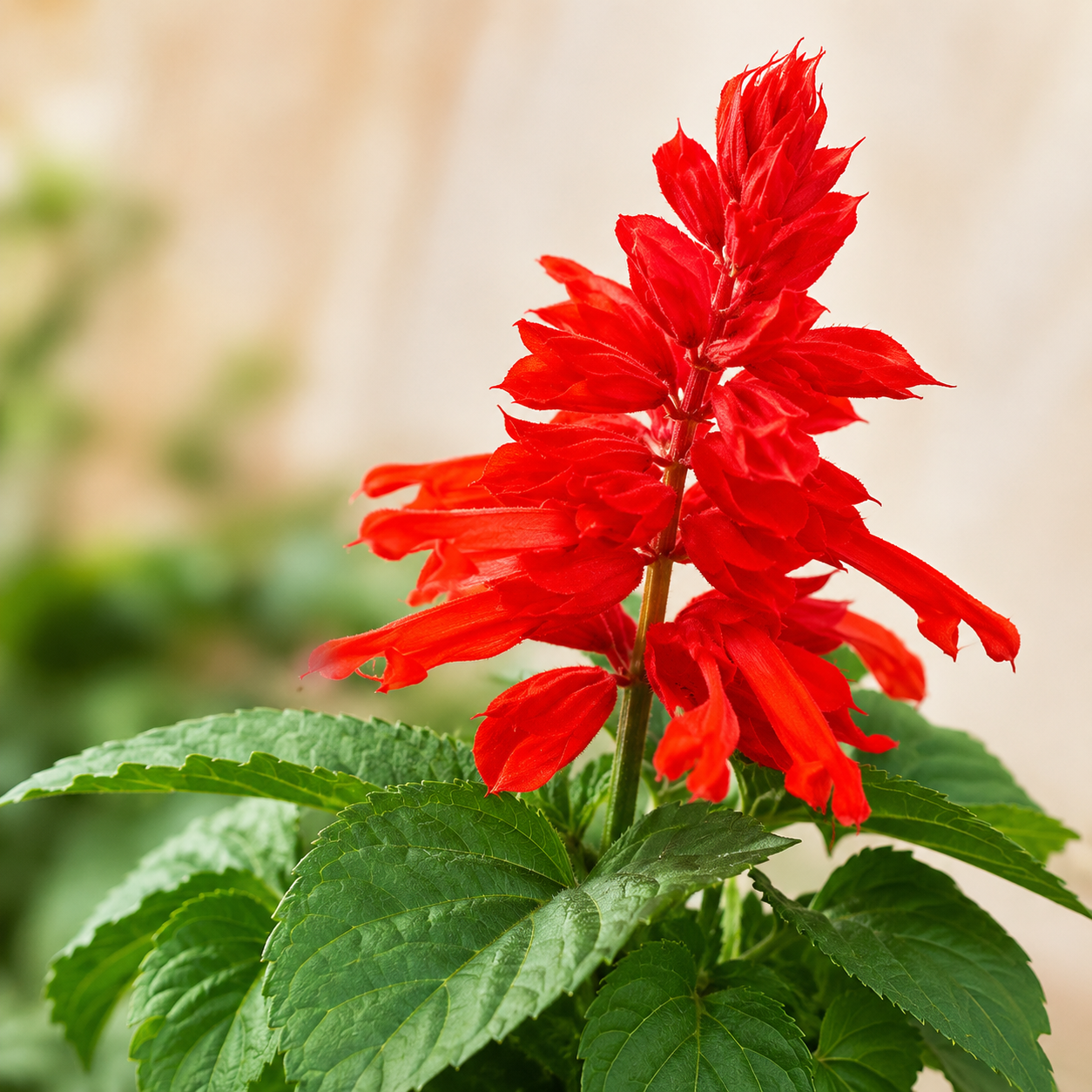 Scarlet Sage Plant