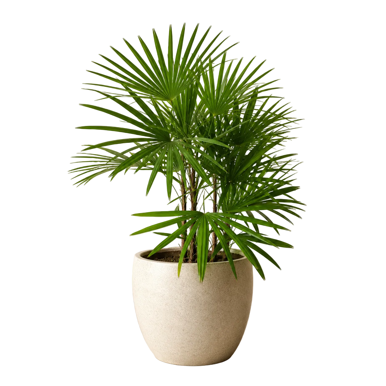 Rhapis Multifida | Office Plant