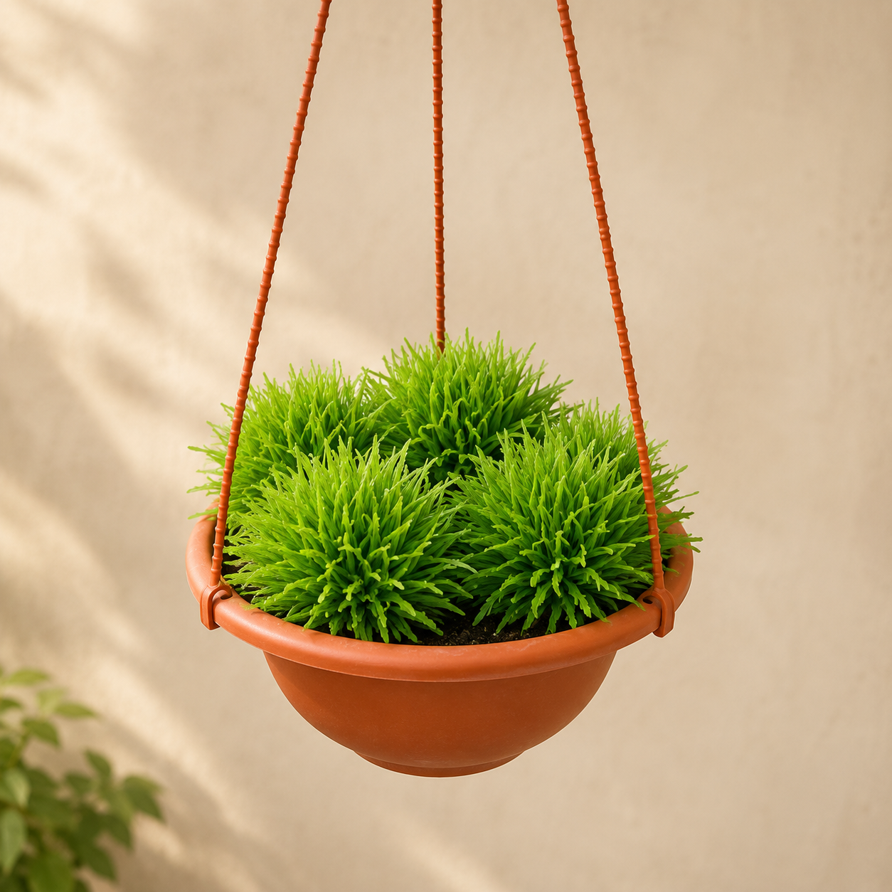 Rumput Hemigraphis Repanda | Home Plant