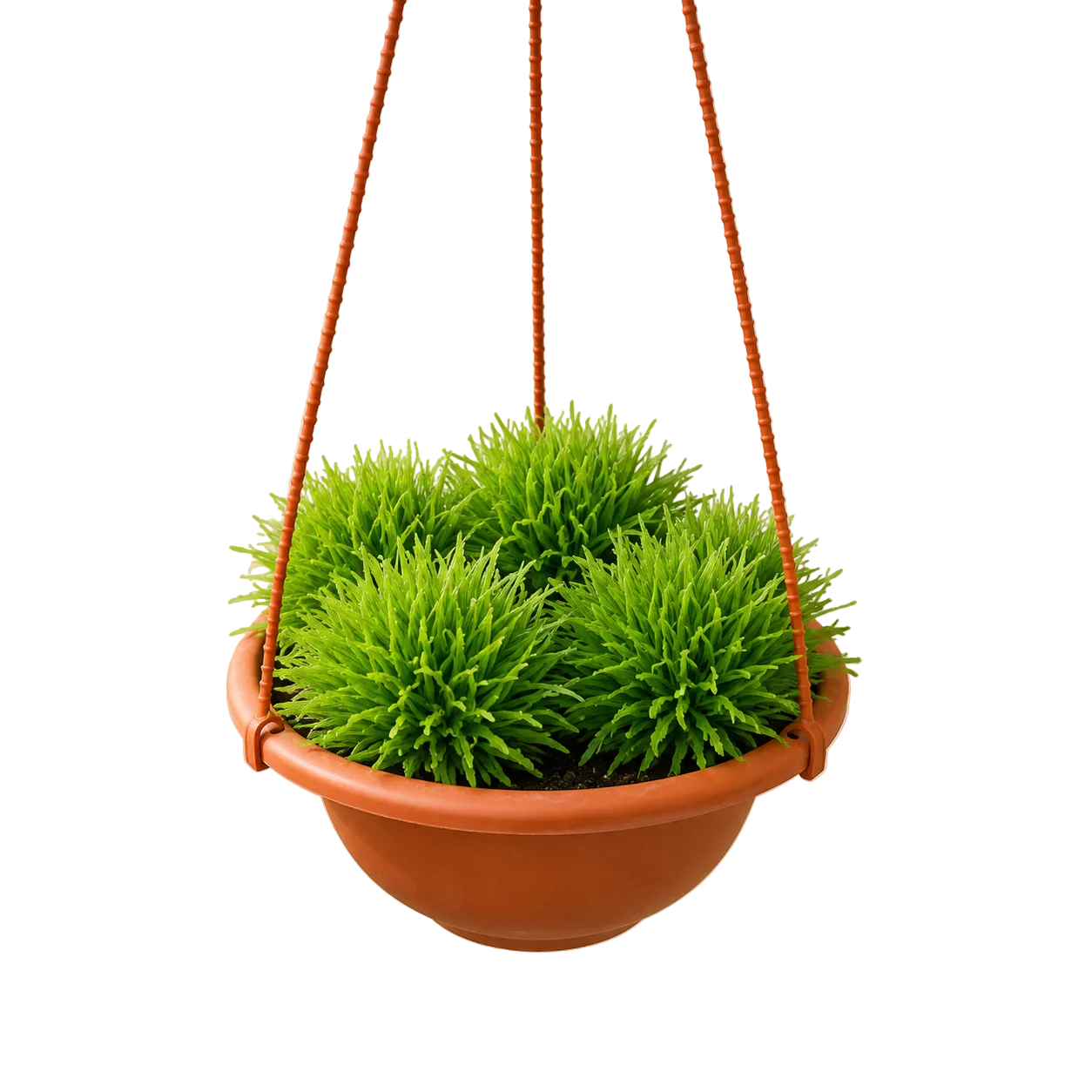 Rumput Hemigraphis Repanda | Home Plant