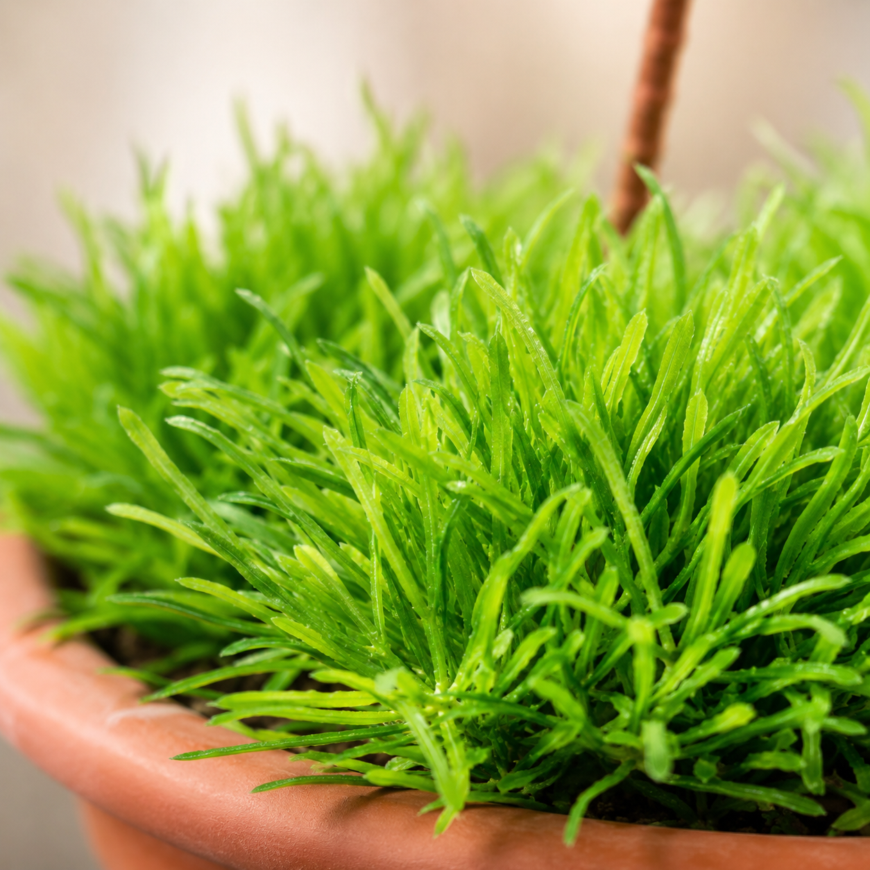Rumput Hemigraphis Repanda | Home Plant