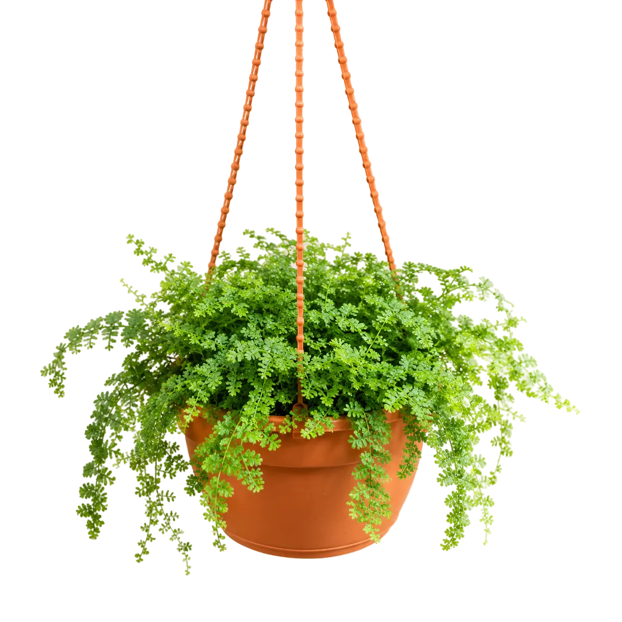 Selaginella Spike Mosses | Gardening Plant