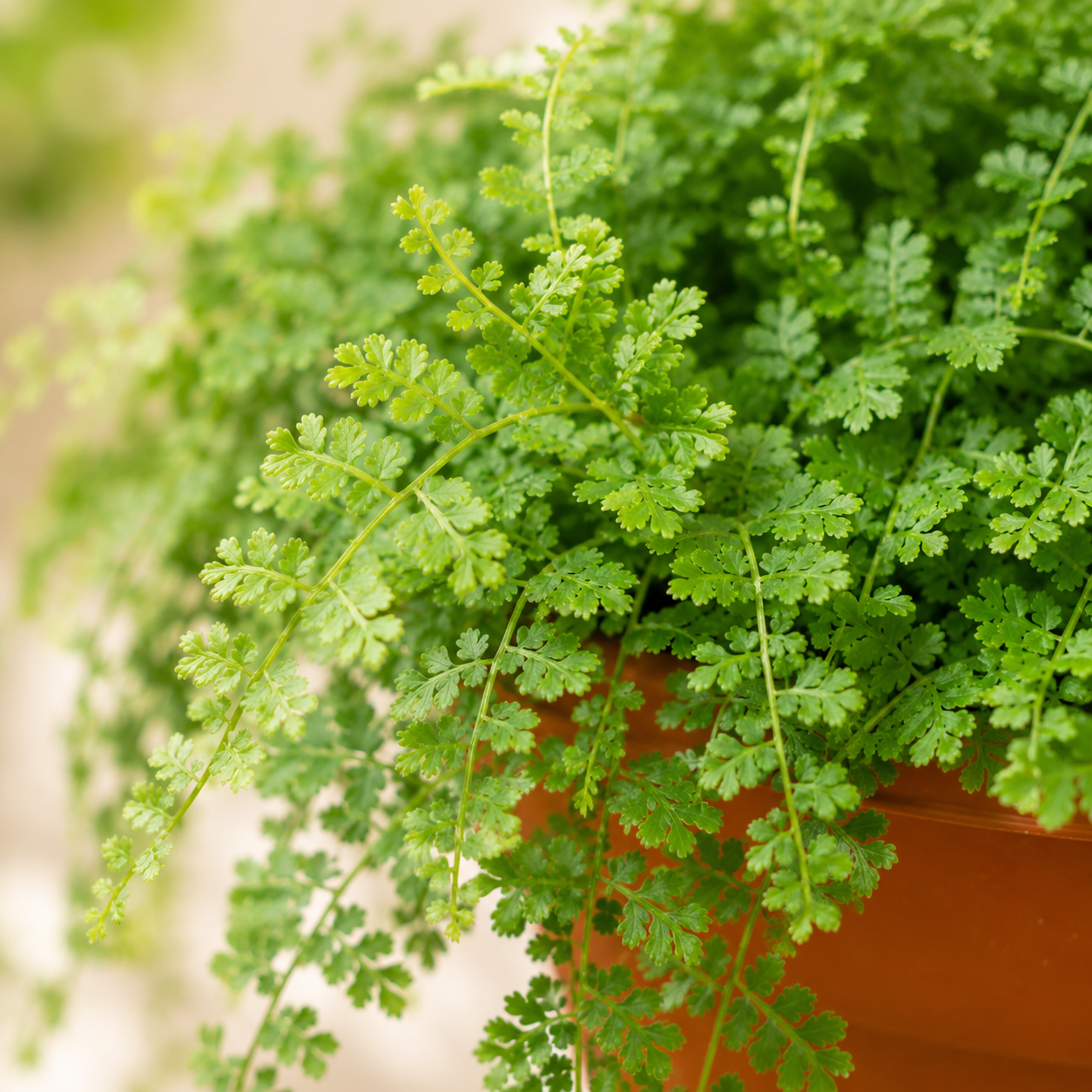 Selaginella Spike Mosses | Gardening Plant