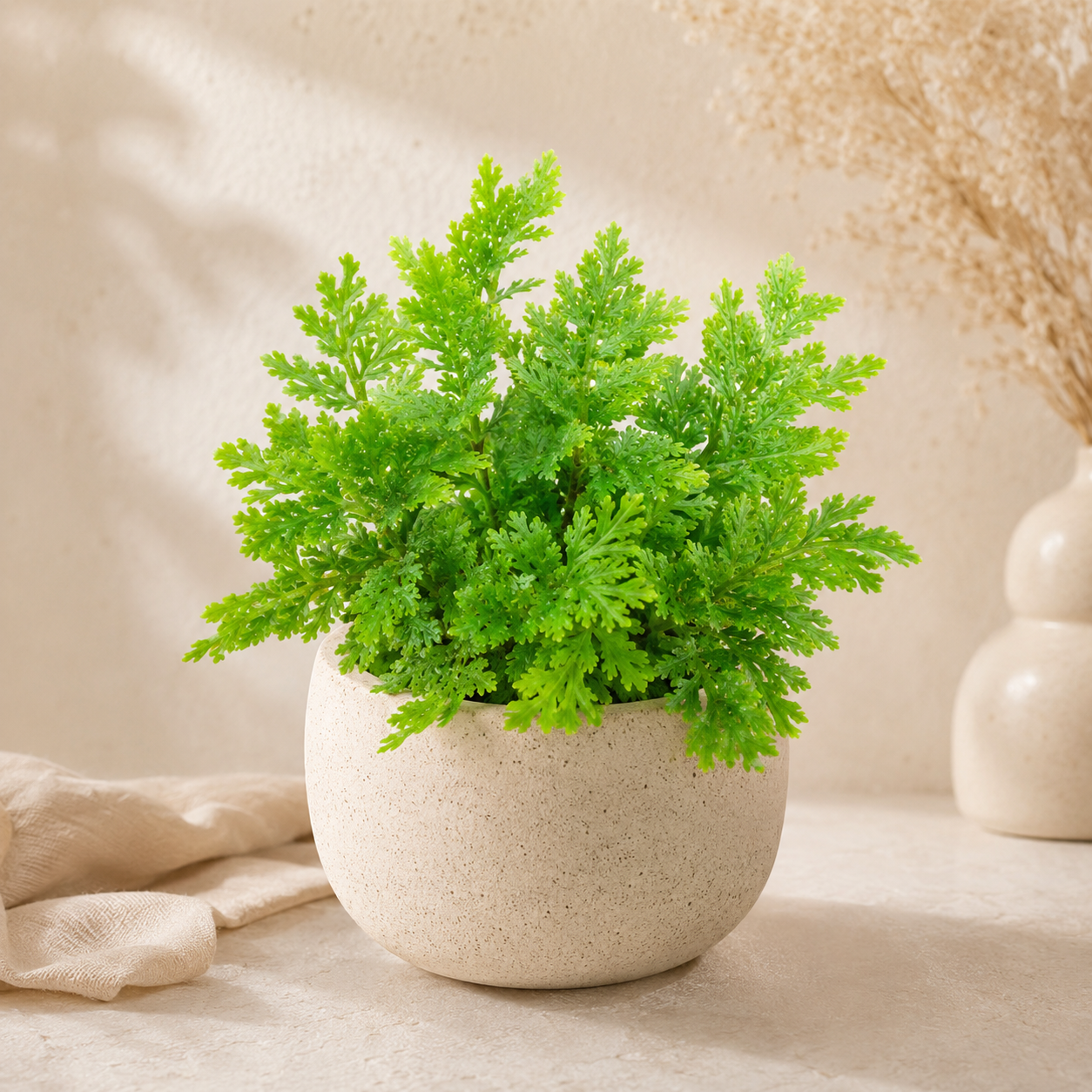 Selaginella Unicinata | Indoor Plant
