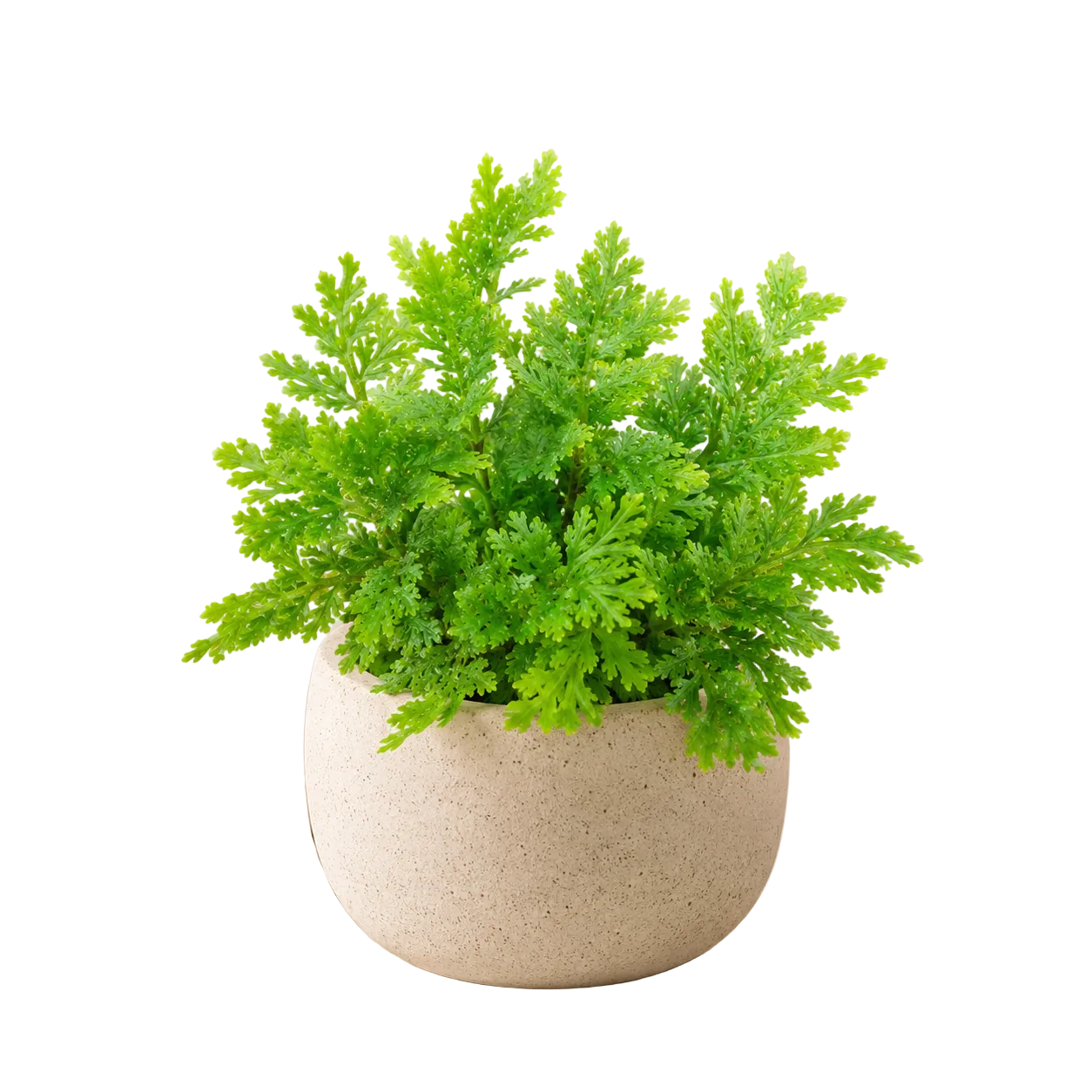 Selaginella Unicinata | Indoor Plant