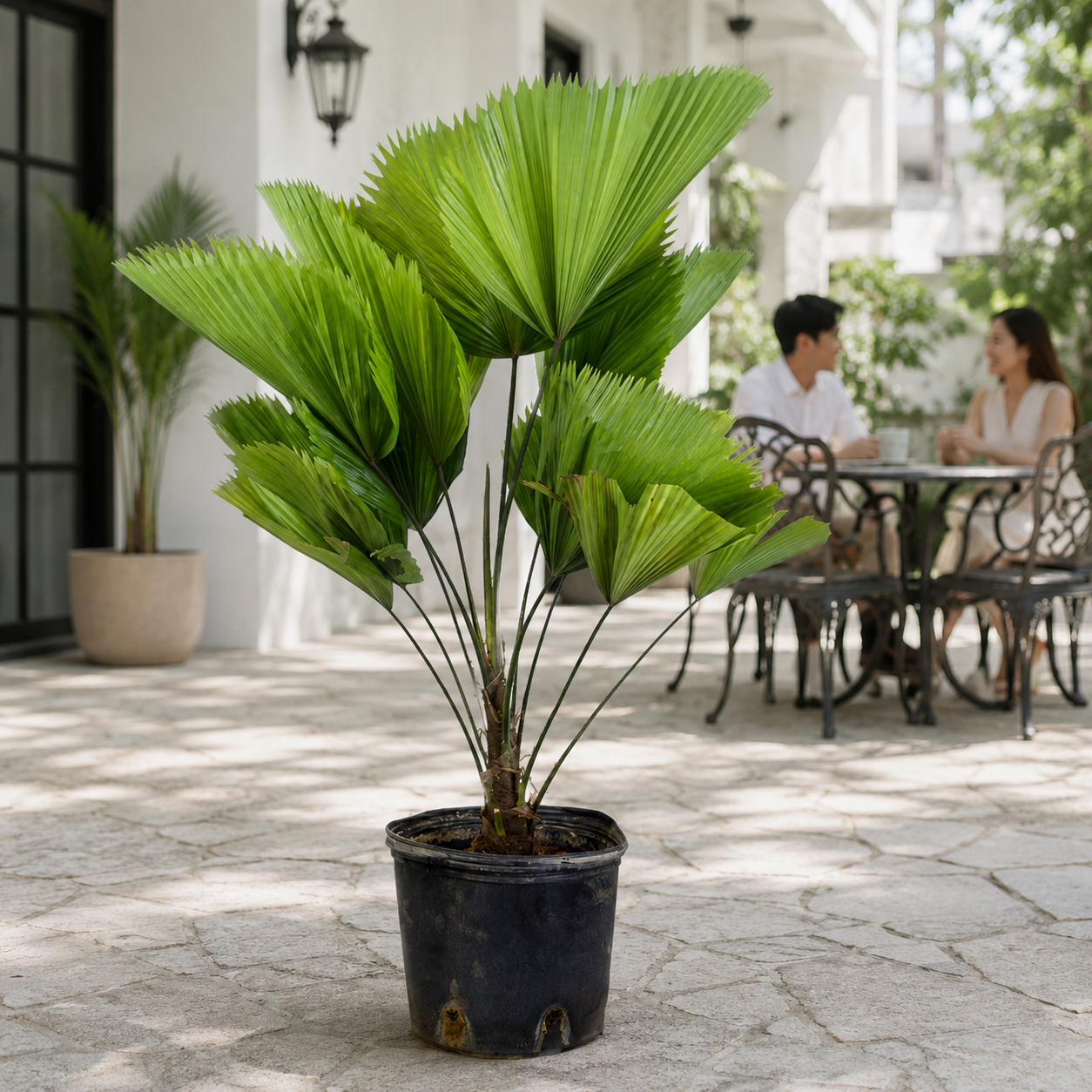 Licuala Grandis | Plant