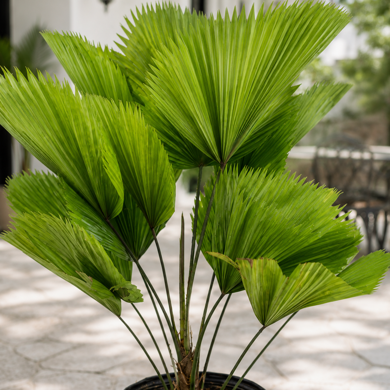 Licuala Grandis | Plant