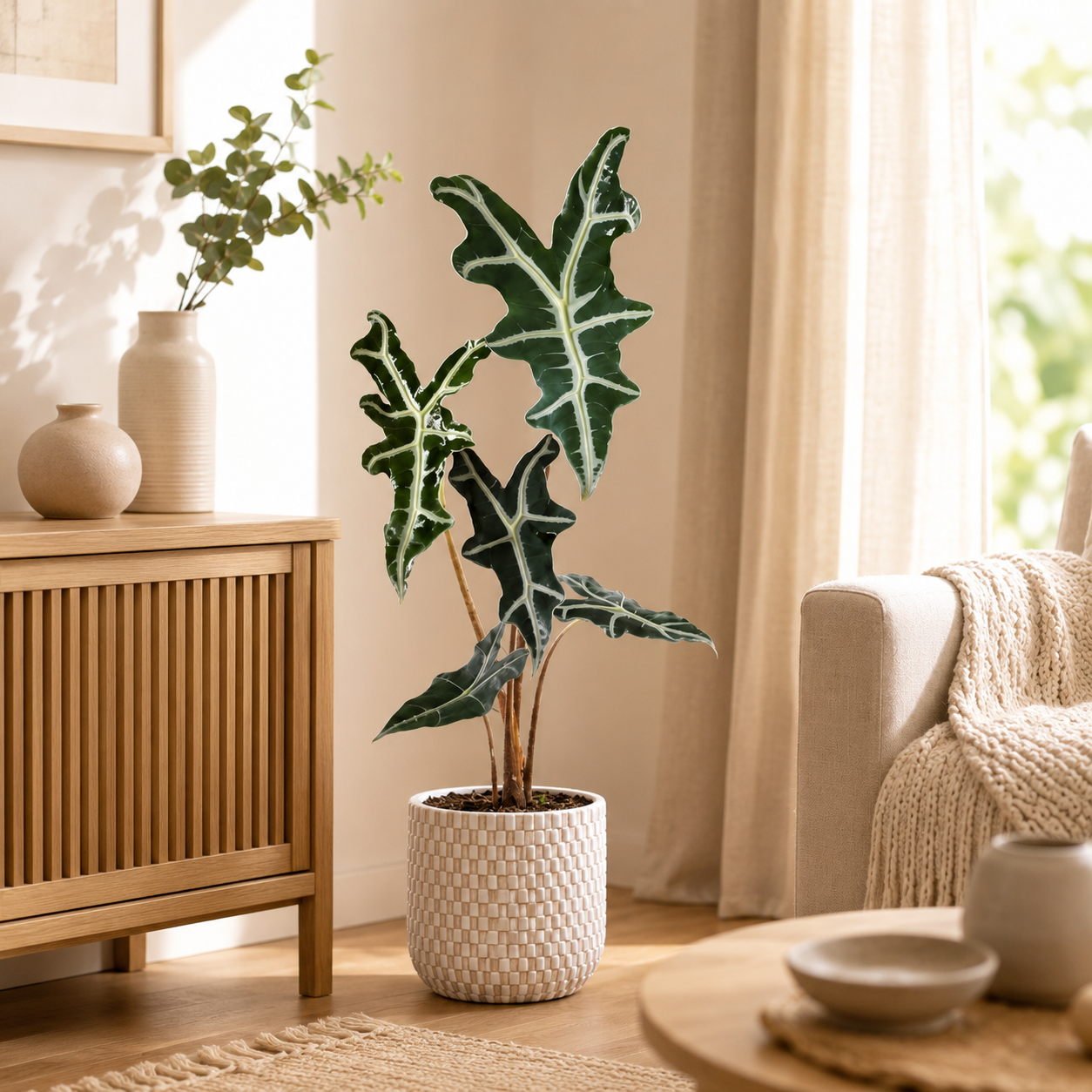 Alocasia Nobilis | Plant