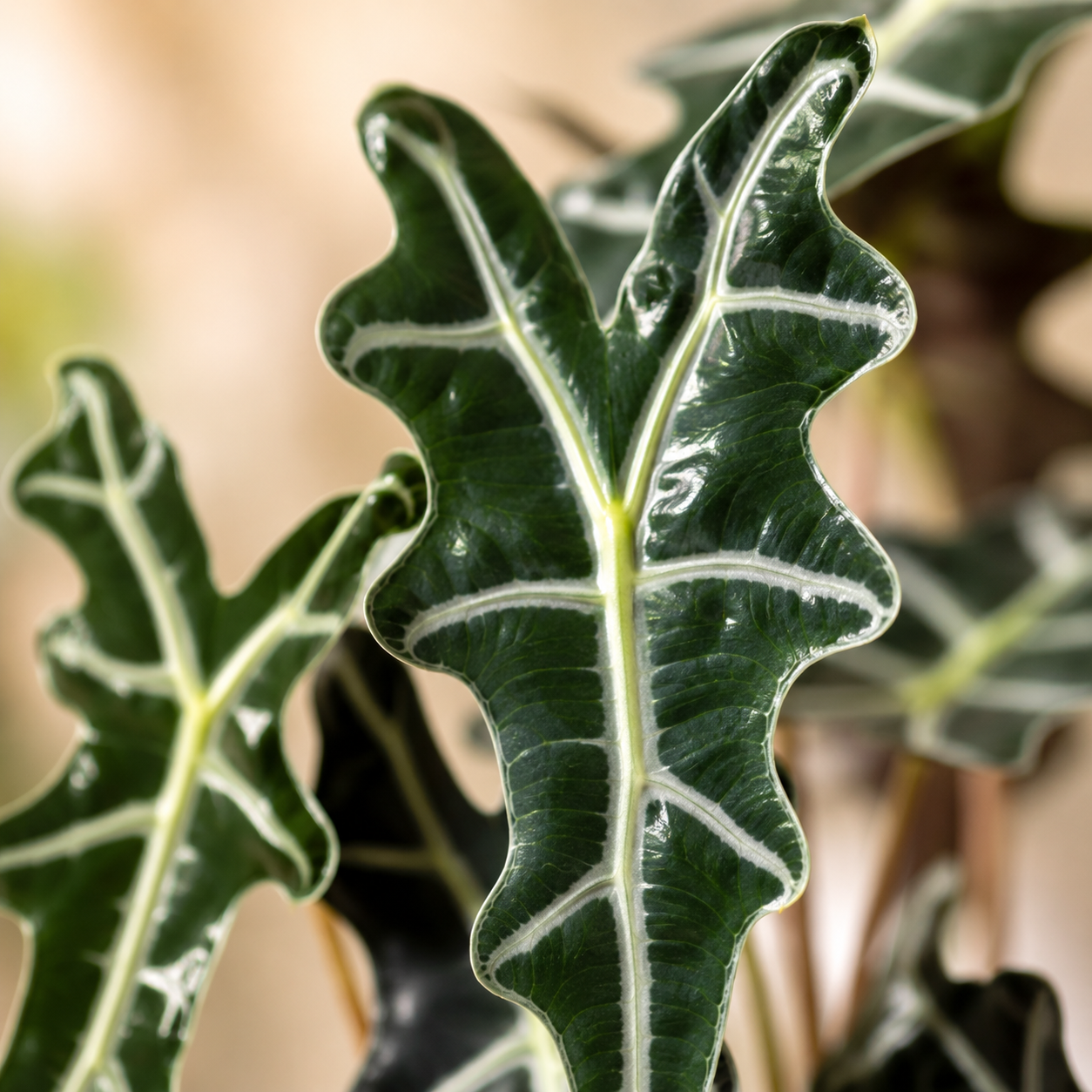 Alocasia Nobilis | Plant