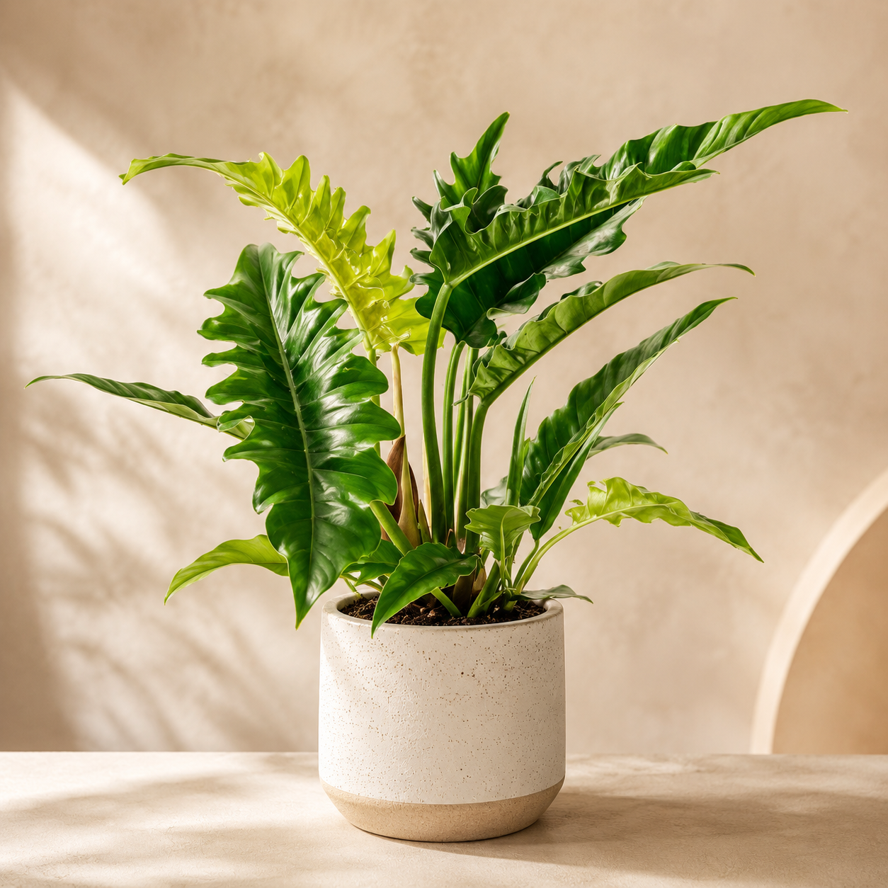 Philodendron 'Narrow' | Indoor Plant