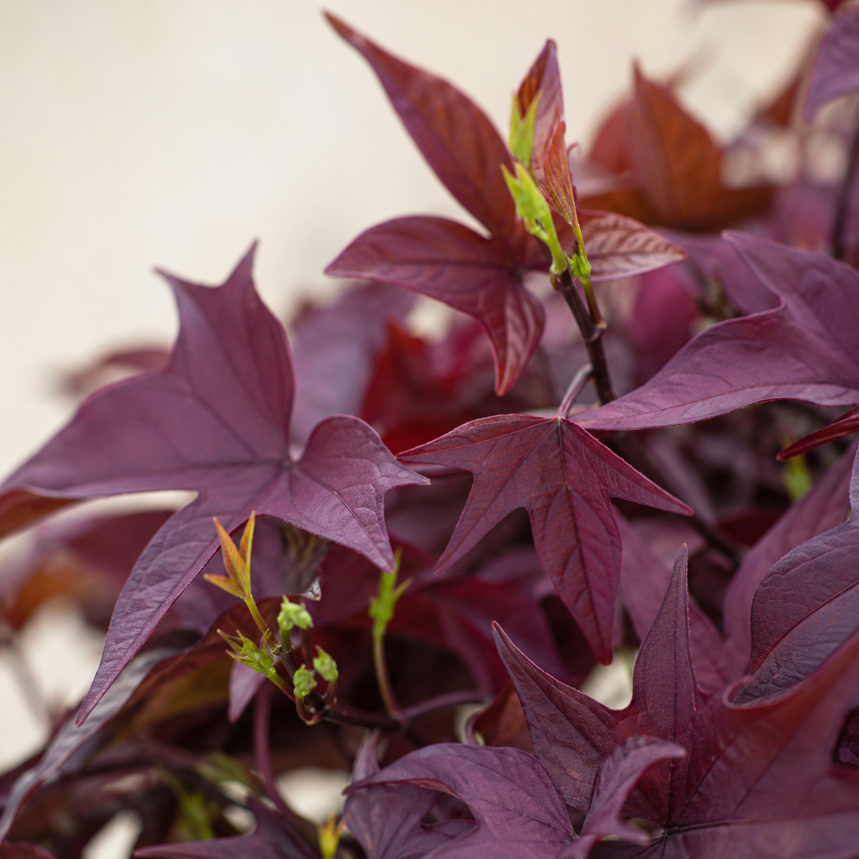 Sweet Potato Plant | Home Plant