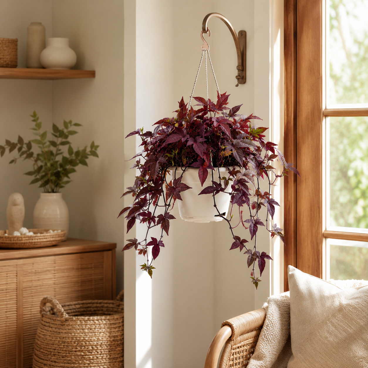 Sweet Potato Plant | Home Plant