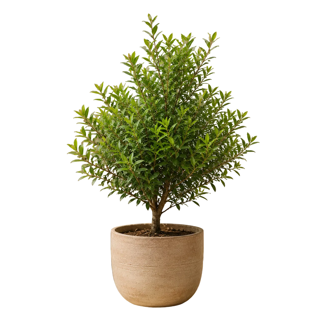 Syzygium Buxifolium | Gardening Plant