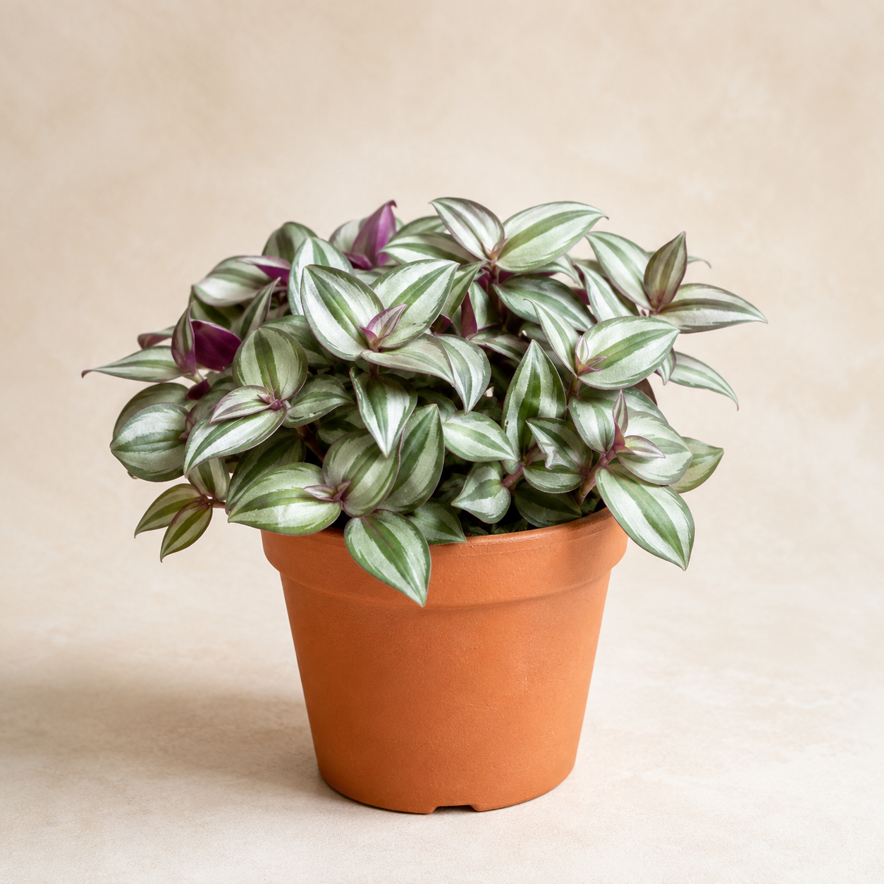 Tradescantia Fluminensis | Plant