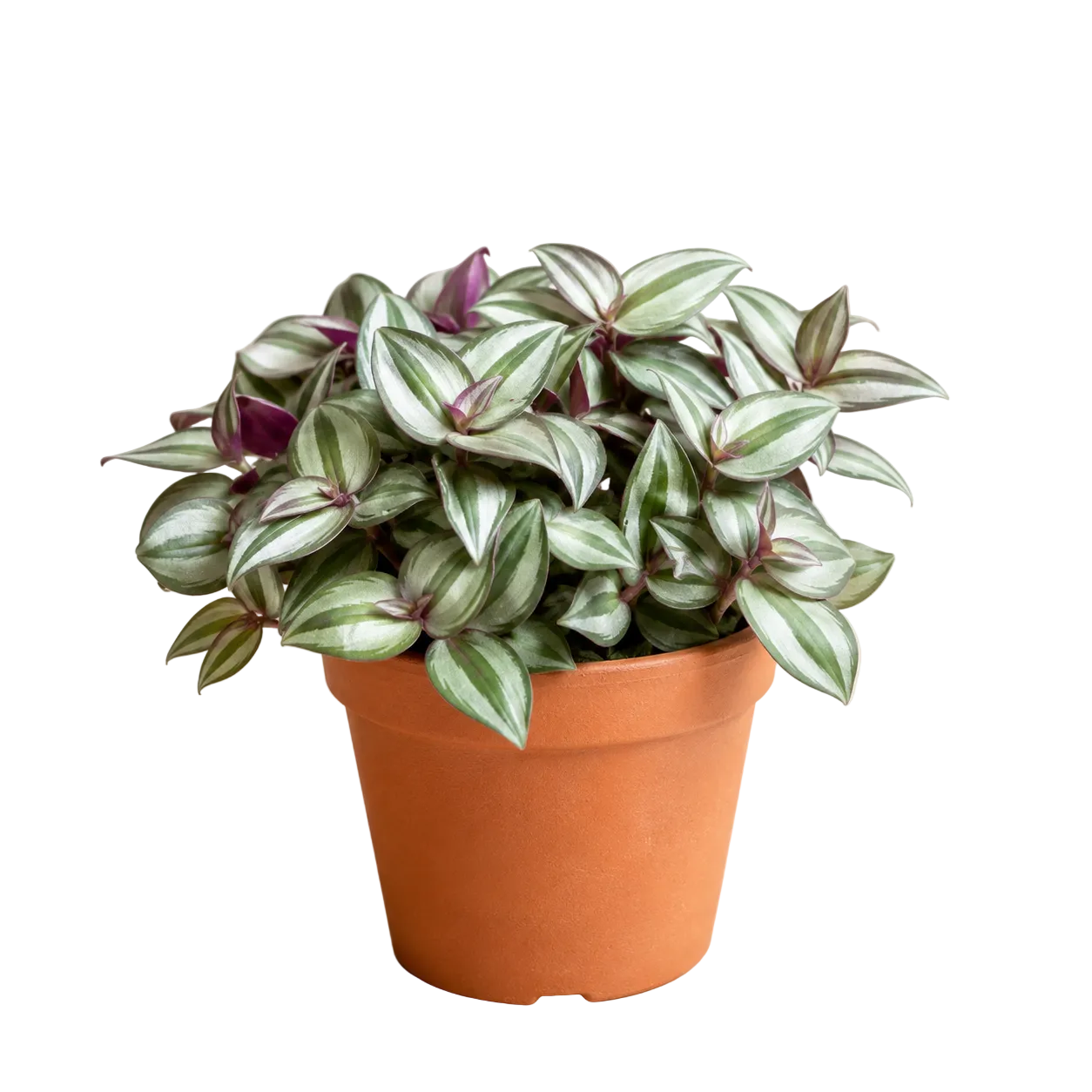 Tradescantia Fluminensis | Plant