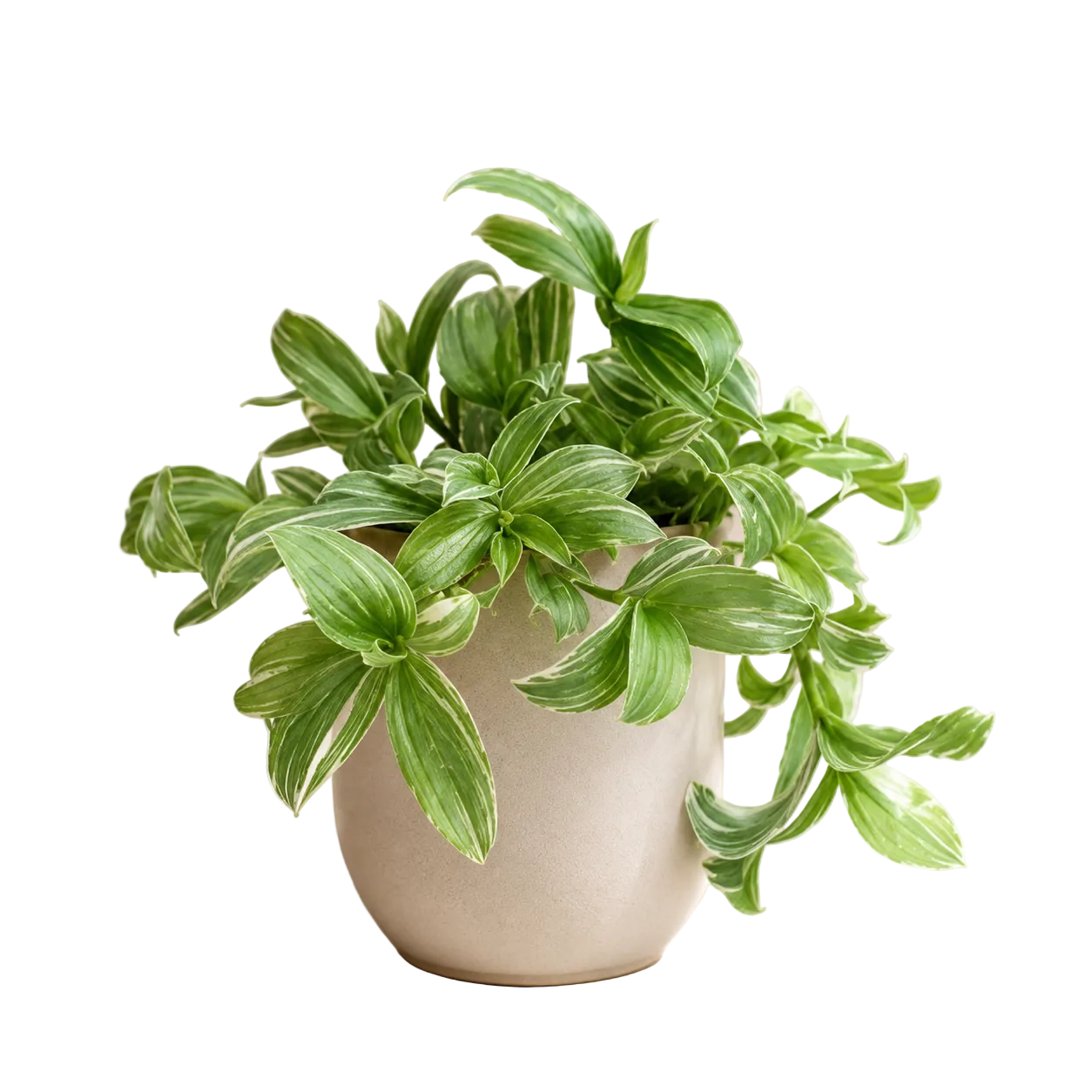 Tradescantia Fluminensis 'Variegata' | Home Plant