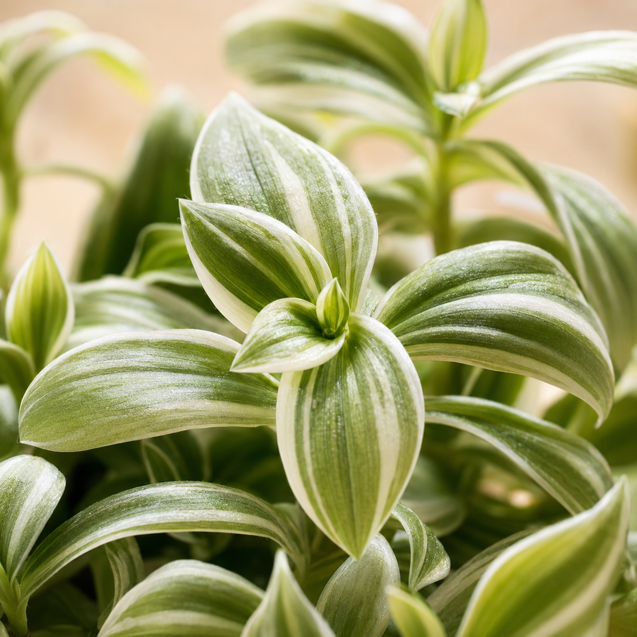 Tradescantia Fluminensis 'Variegata' | Home Plant