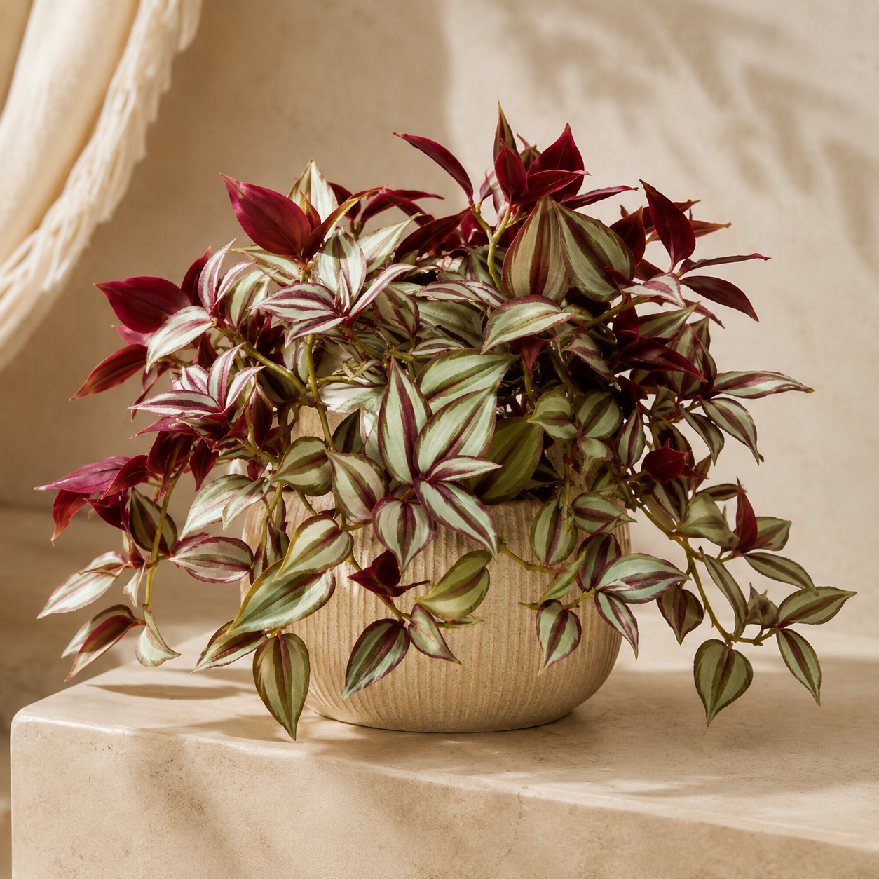 Tradescantia Pendula | Gardening Plant