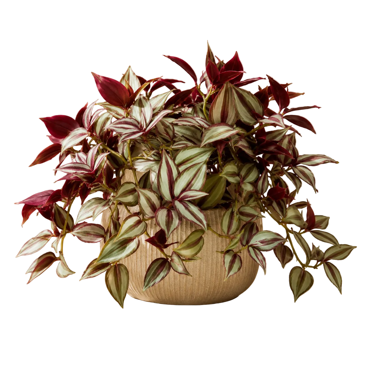 Tradescantia Pendula | Gardening Plant