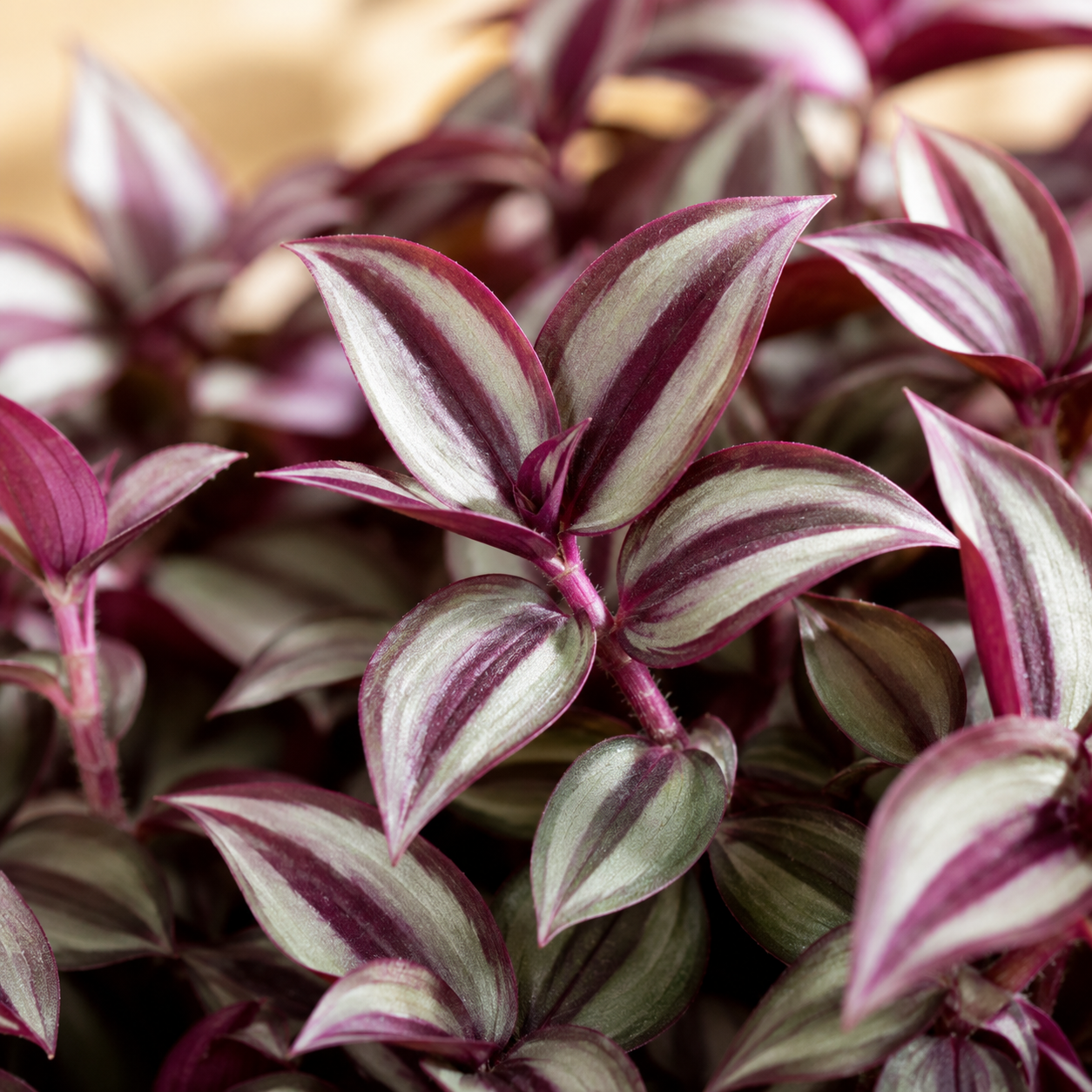 Tradescantia Pendula | Gardening Plant