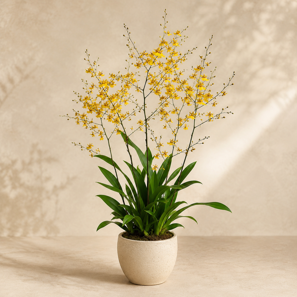 Onicidium Yellow Orchid | Potted Plant