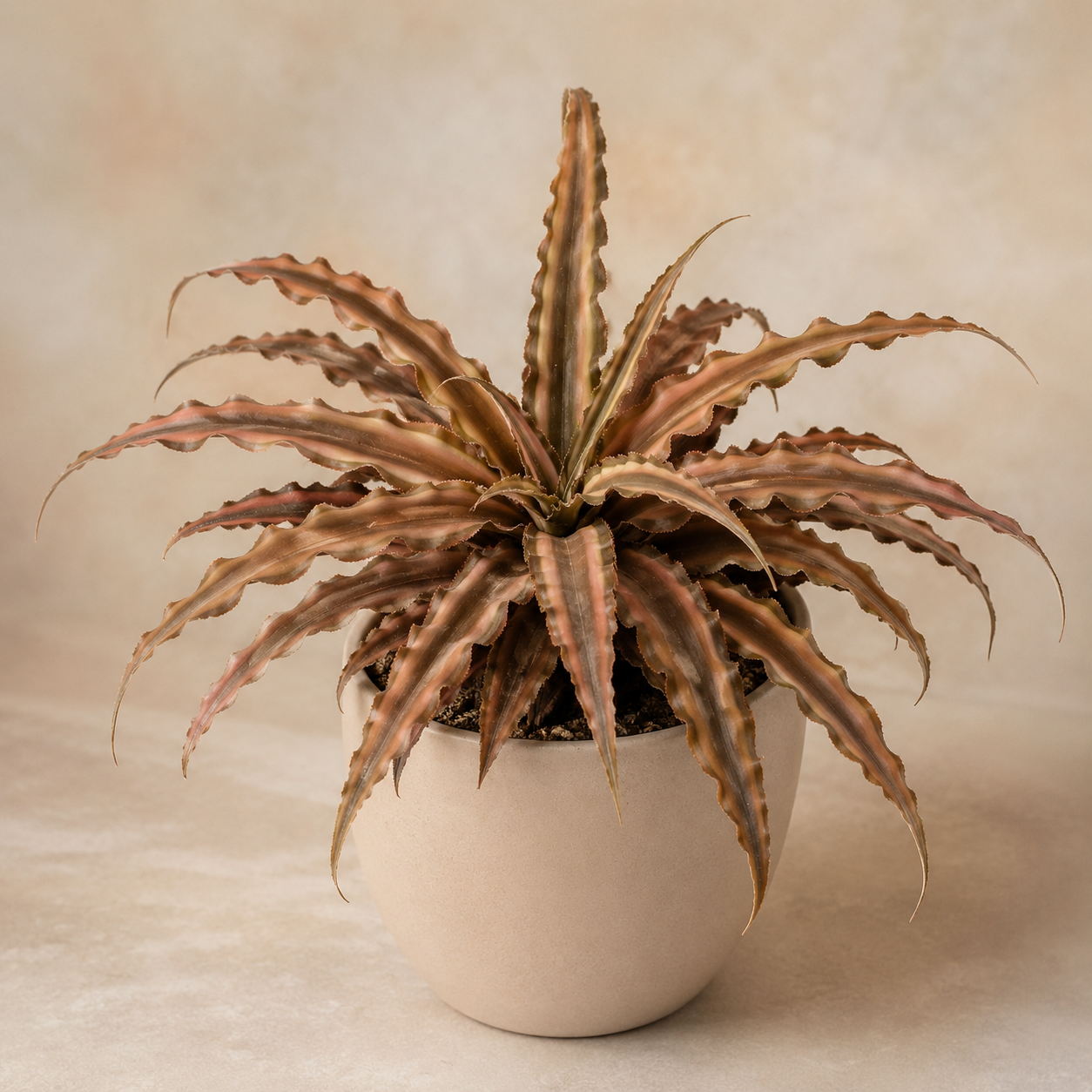 Cryptanthus | Gardening Plant