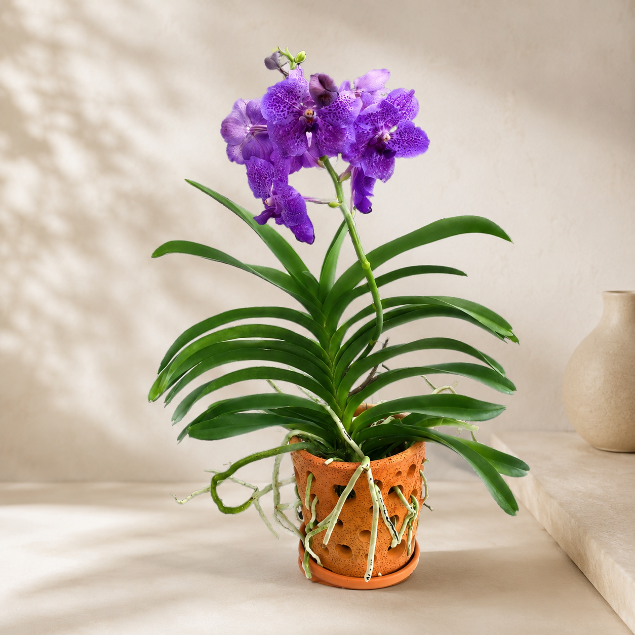 Vanda Orchid Potted | Home Plant