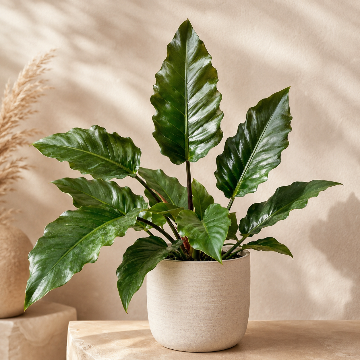 Philodendron Pluto | Home Plant