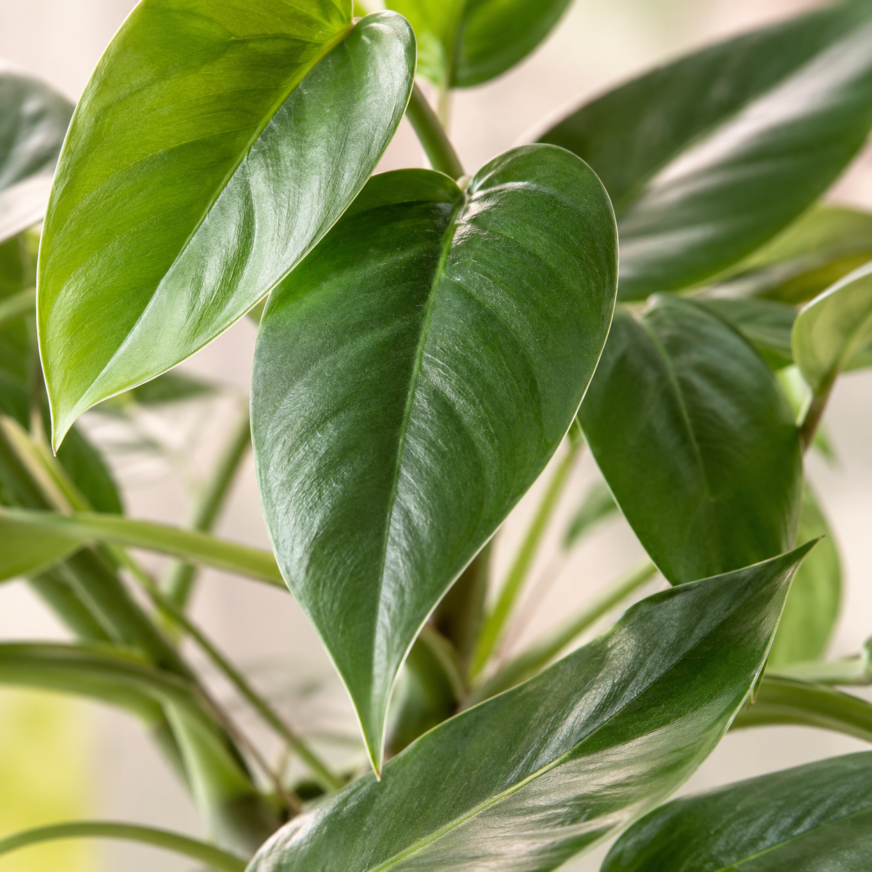 Philodendron Red Wing | Gardening Plant