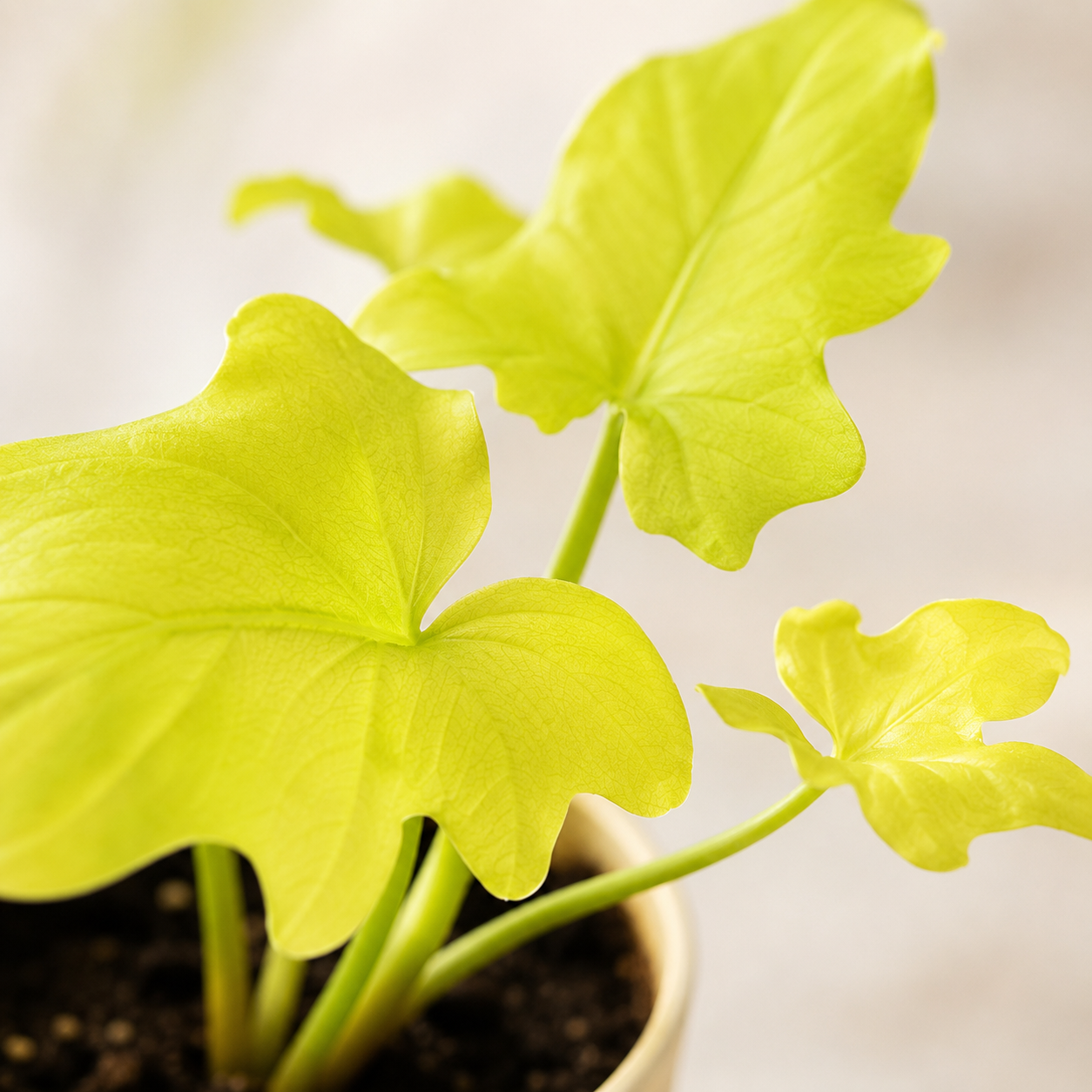Philodendron Selloum 'Gold' | Plant