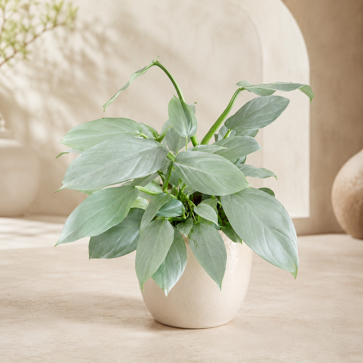 Philodendron Silver | Home Plant