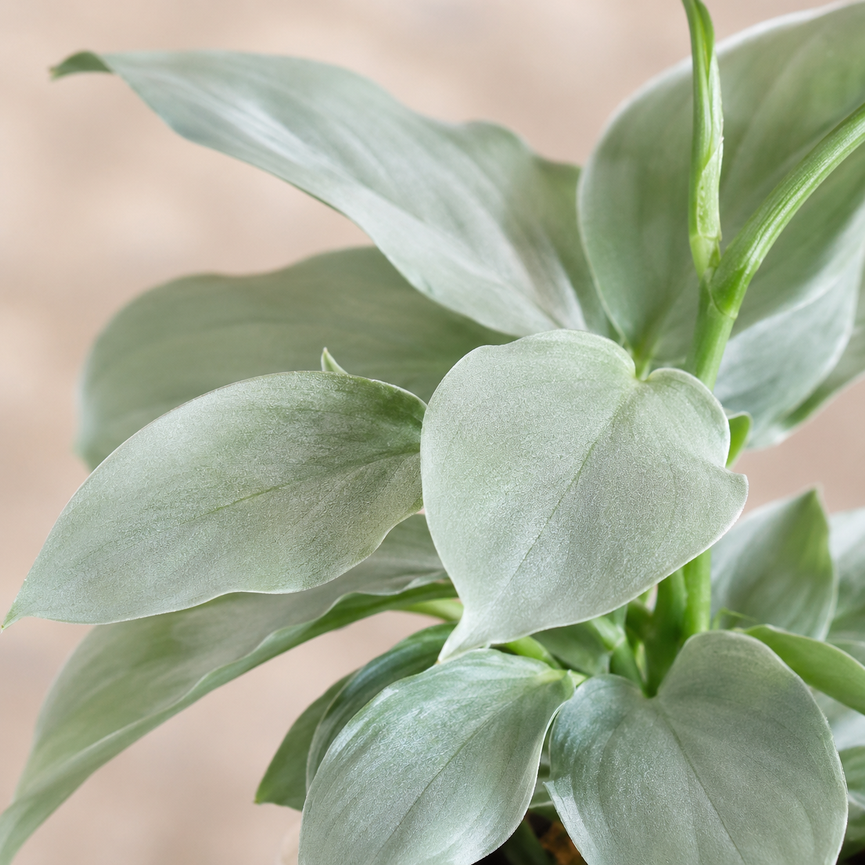 Philodendron Silver | Home Plant