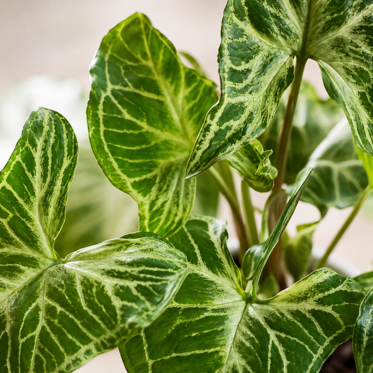Syngonium Plant | Gardening Plant