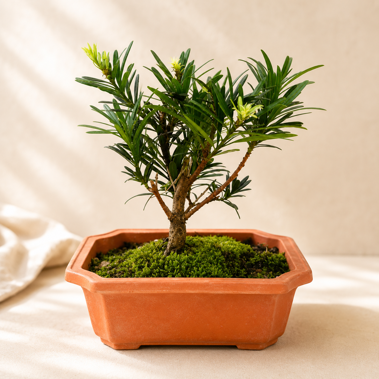 Podocarpus Chrysanthemum 菊花蓬莱松 | Home Plant