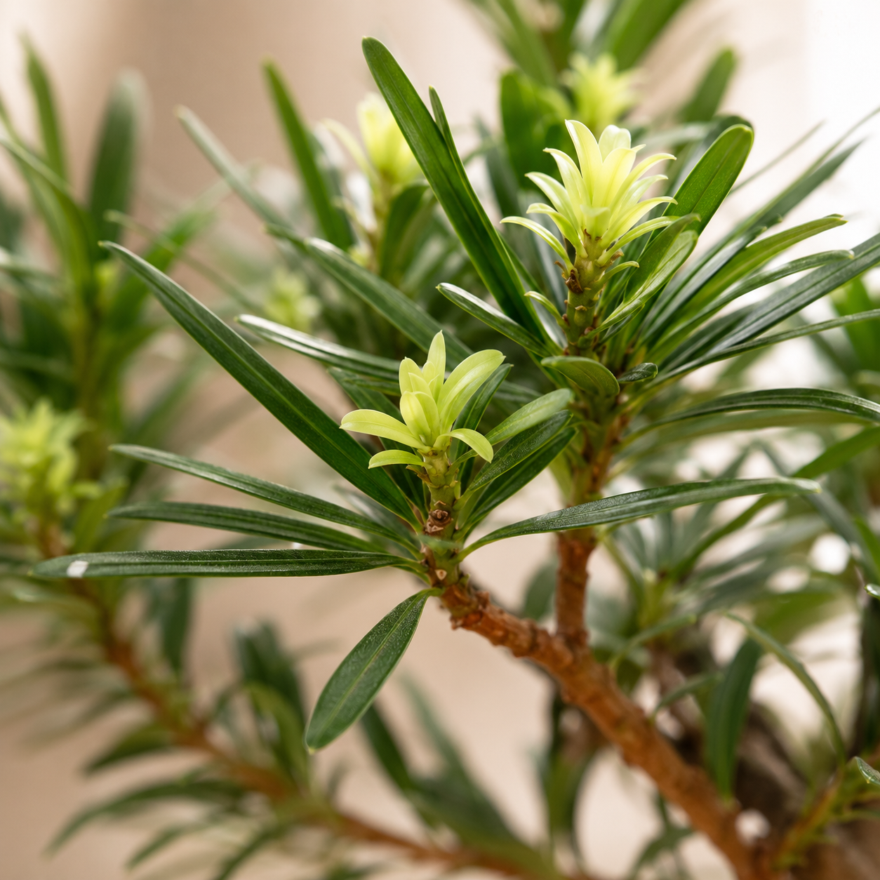 Podocarpus Chrysanthemum 菊花蓬莱松 | Home Plant