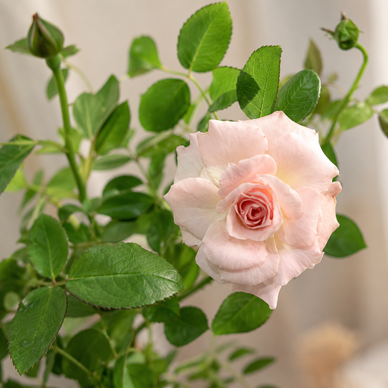 Pink Rose | Gardening Plant
