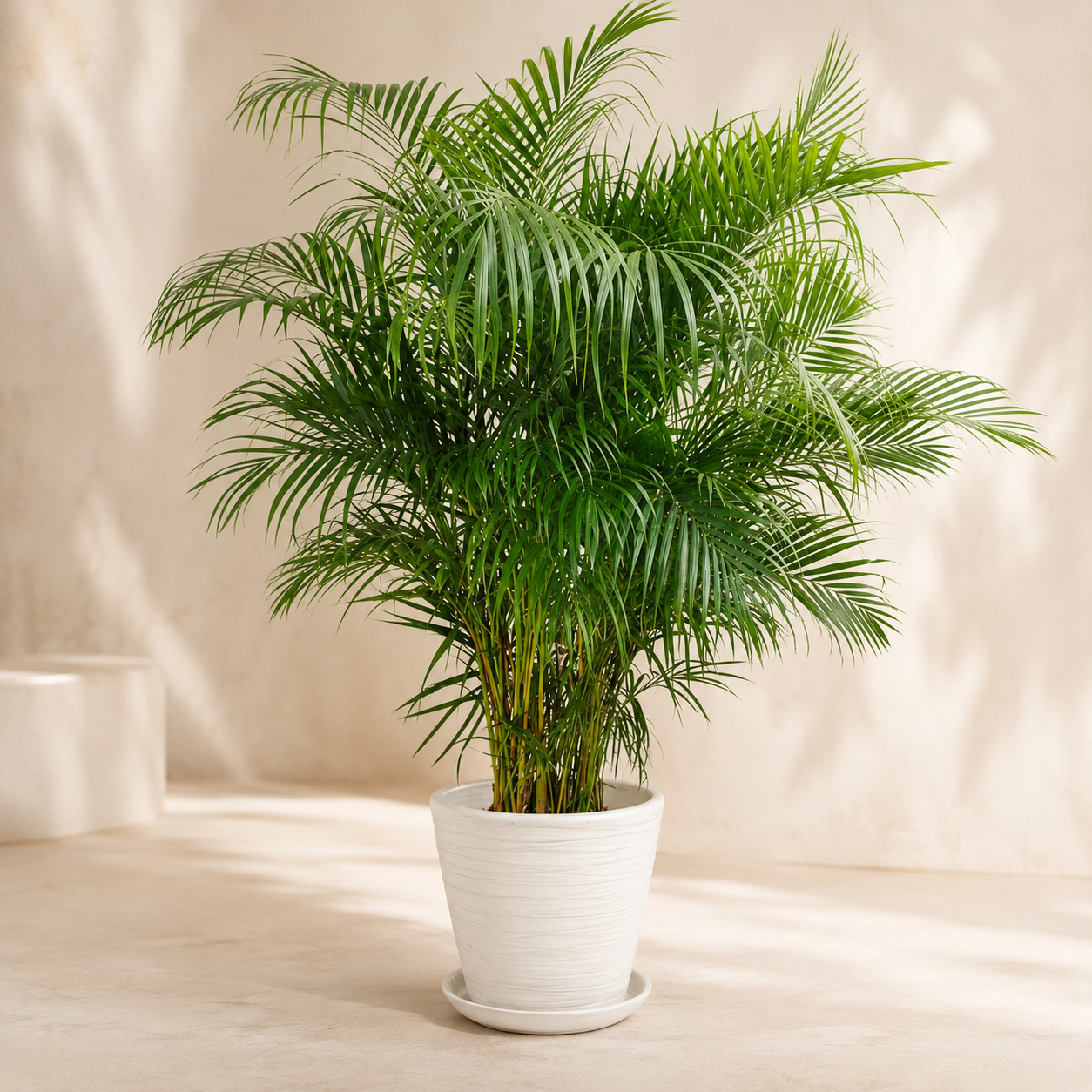 Pritchardia Gaudichaudii | Home Plant