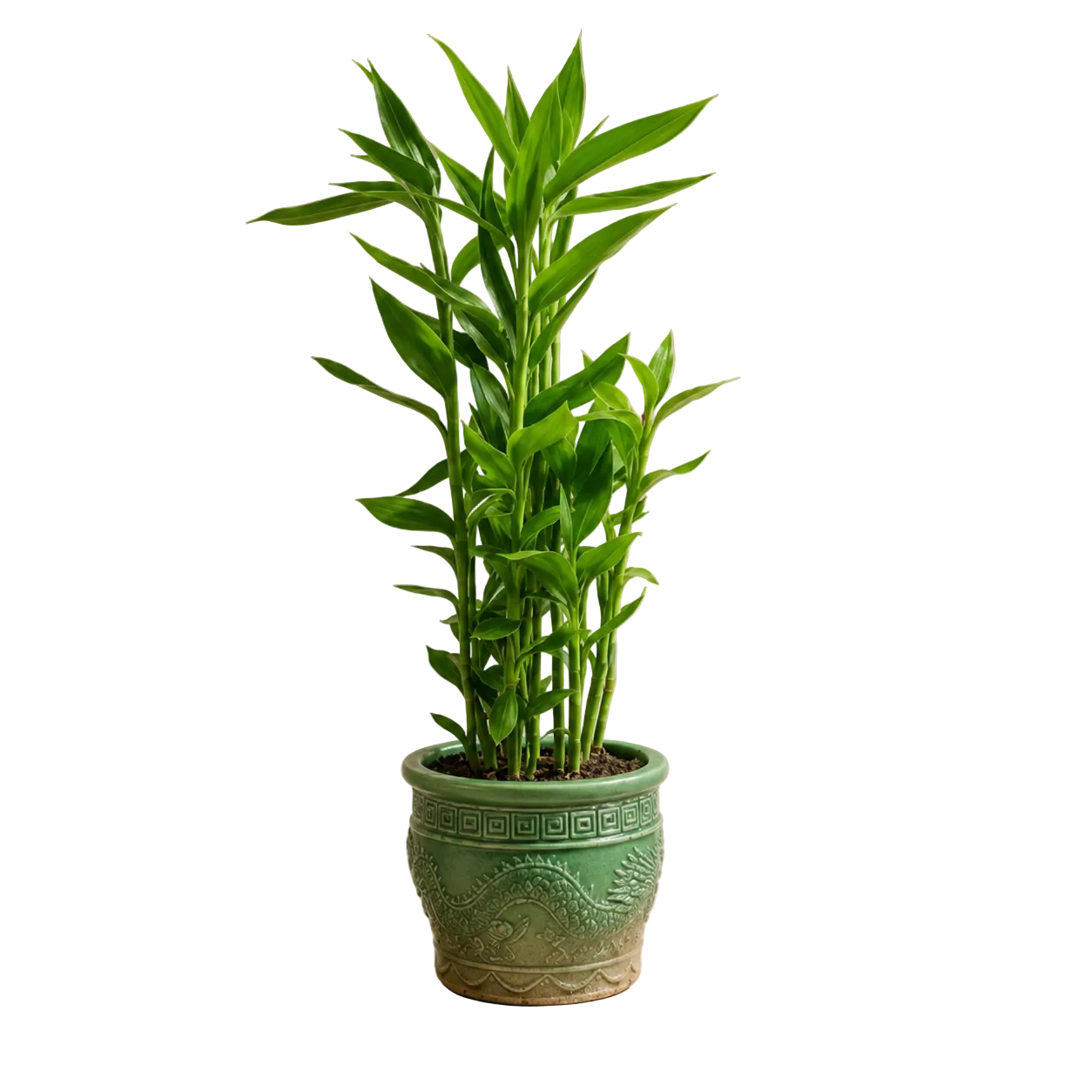Dragon Head Lotus Bamboo 千手观音龙头 | Indoor Plant