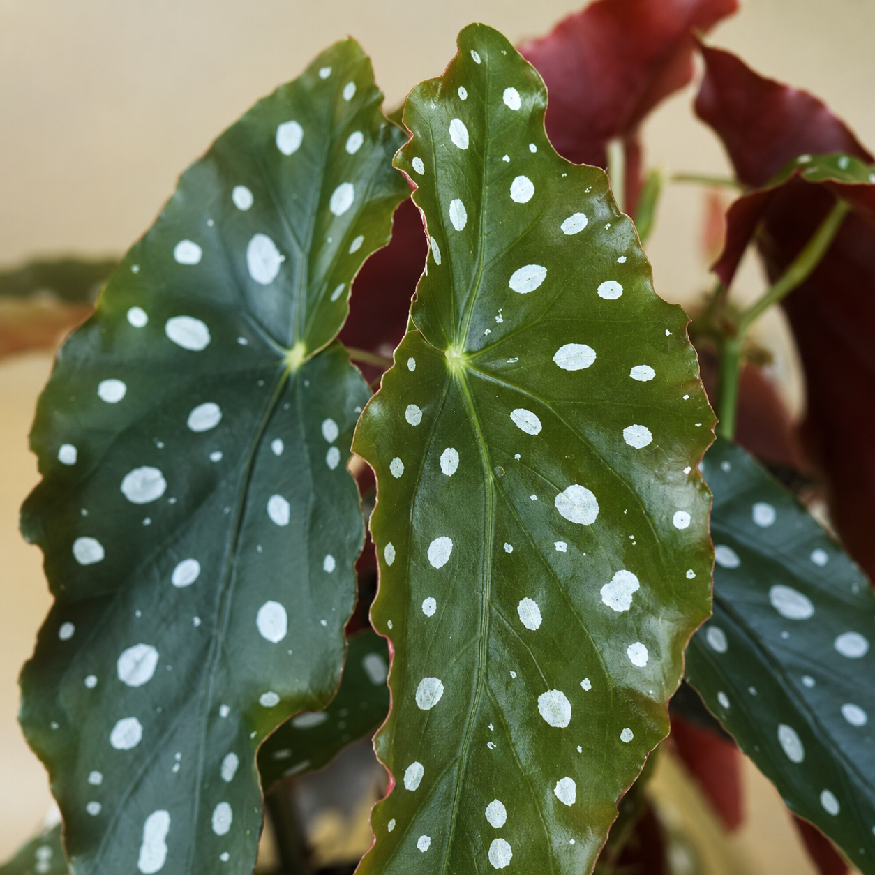 Begonia Polka Dots | Indoor Plant