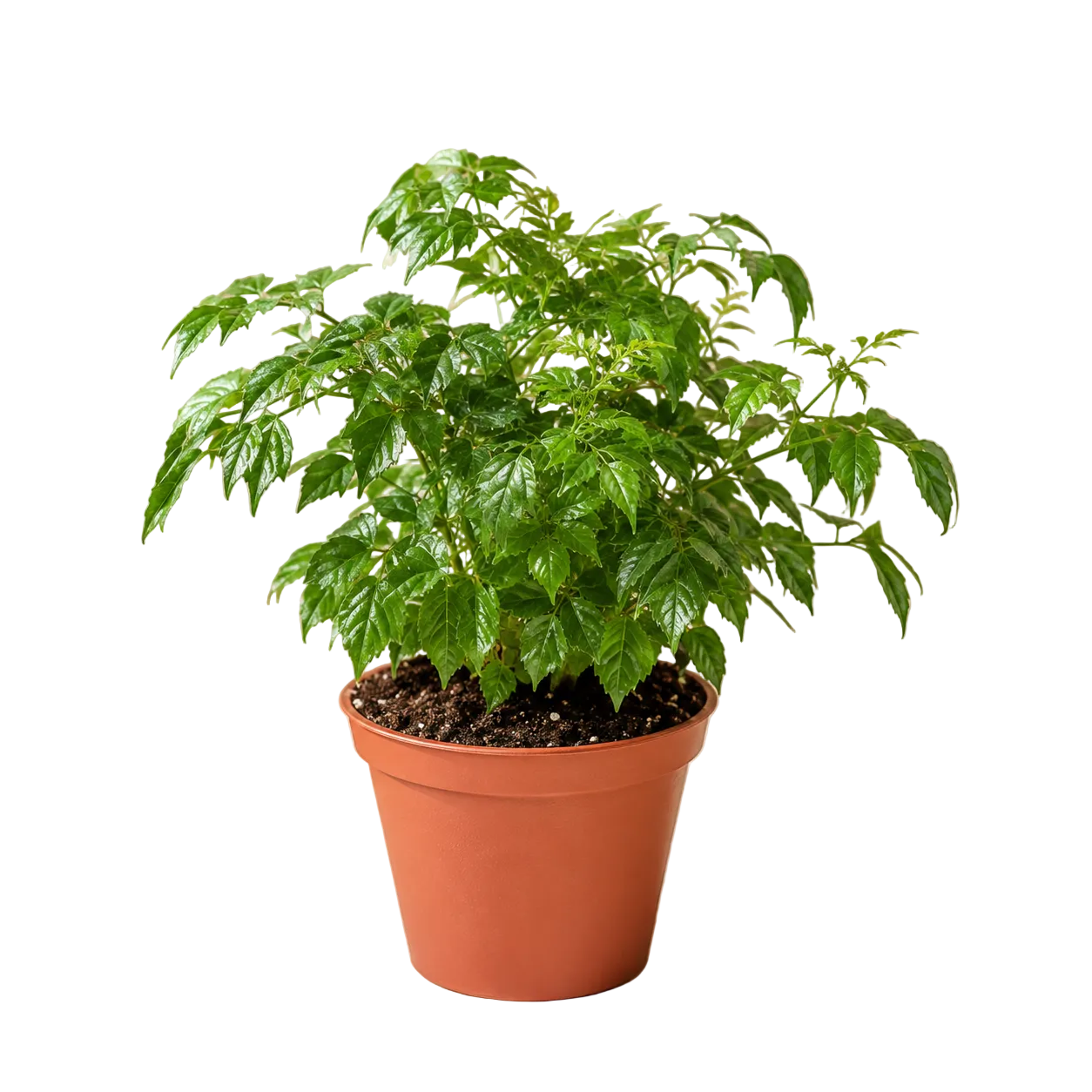 Radermachera Multi | Plant