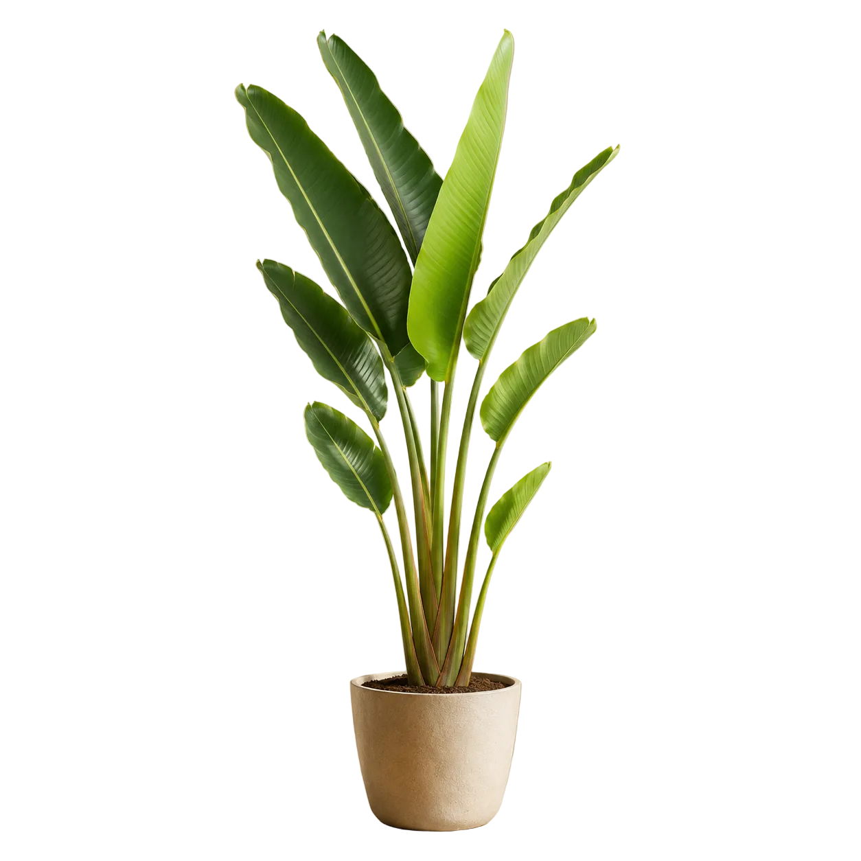 Ravenala Madagascariensis | Home Plant