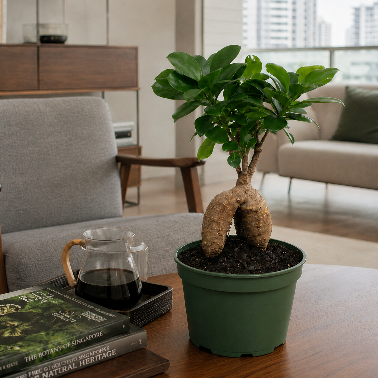 Ficus Ginseng (Mini Bonsai) | Indoor Plant